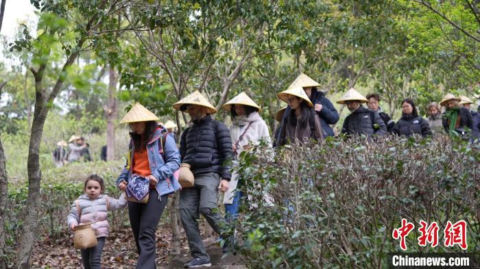 角子機：英式嬭茶邂逅中國綠茶 國際友人浙江保國寺“尋茶”