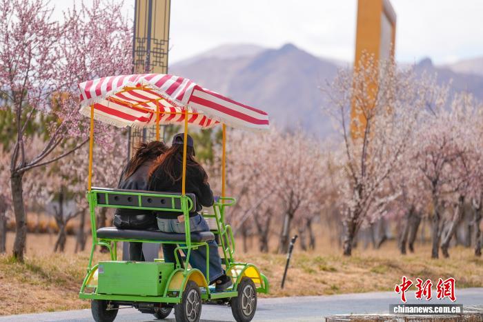 易七 27asia娛樂：雪域高原春意盎然 拉薩河畔繁花綻放