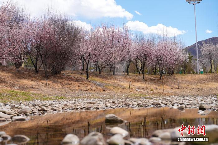 易七 27asia娛樂：雪域高原春意盎然 拉薩河畔繁花綻放