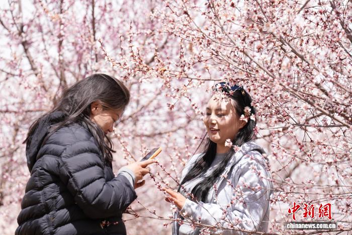 易七 27asia娛樂：雪域高原春意盎然 拉薩河畔繁花綻放